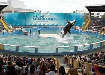 Seaquarium Miami cierra puertas años protestas People for the Ethical Treatment of Animals