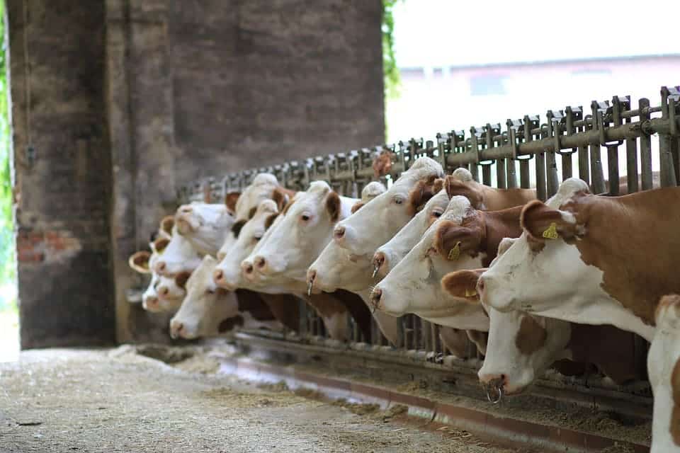 proyecto macrogranja Noviercas Soria