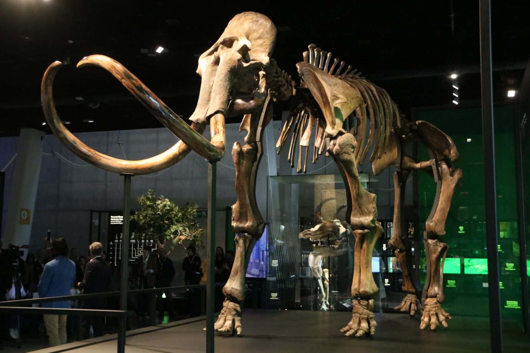 mamut Edad Hielo Cosmocaixa Barcelona