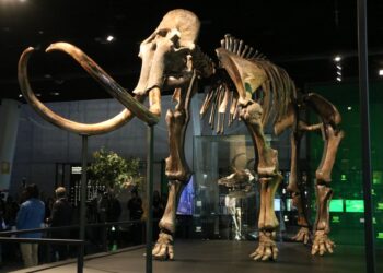 El ‘mamut’ de Edad de Hielo viaja hasta ‘Cosmocaixa Barcelona’ 5 mamut Edad Hielo Cosmocaixa Barcelona