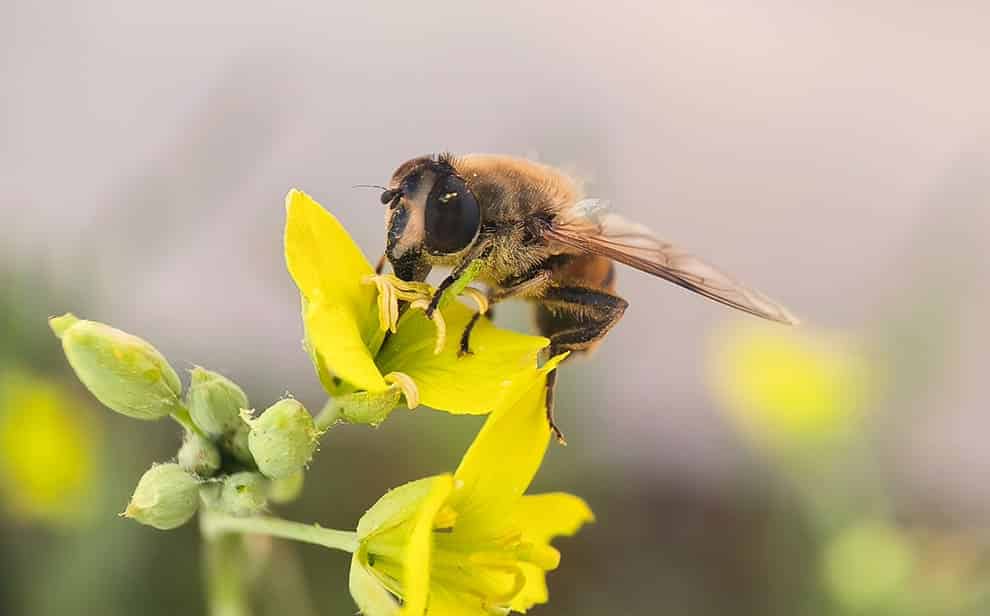 premios InnovAction Stage Congreso Euroseeds 2025 POLYFLY por convertir moscas en polinizadores