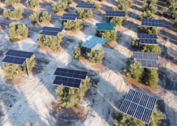 Energía agrivoltaica Andalucía energía renovable olivar