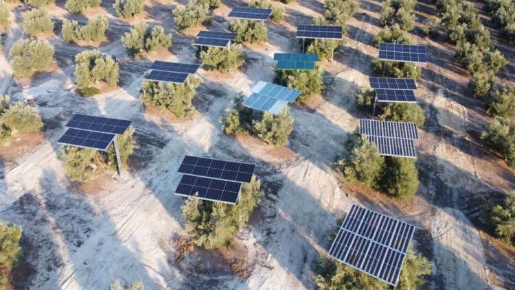 Energía agrivoltaica Andalucía energía renovable olivar
