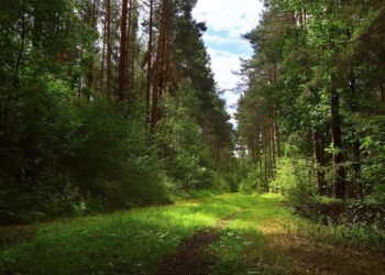 España tiene enormes extensiones de bosques, pero se desaprovecha su madera 2 España enormes extensiones bosques desaprovecha madera