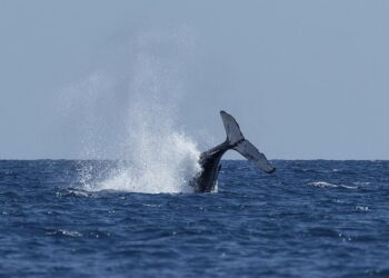 Explicación científica ballena boreal vive 200 años
