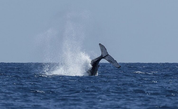 Explicación científica de por qué la ‘ballena boreal’ vive 200 años o más 1 Explicación científica ballena boreal vive 200 años