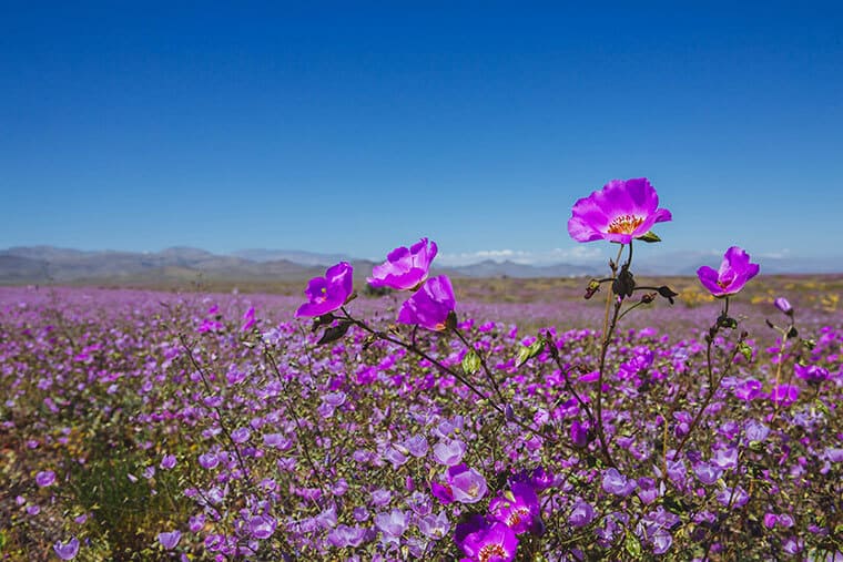 Flores desierto Atacama