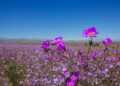 Flores desierto Atacama