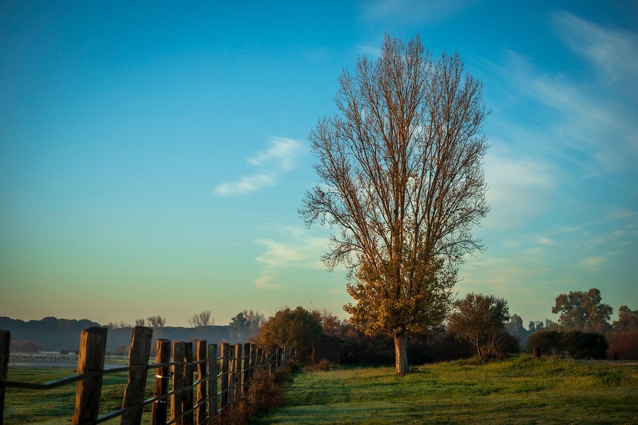 Fundación Biodiversidad impulsará renaturalización de cultivos entorno Doñana ayudas económicas
