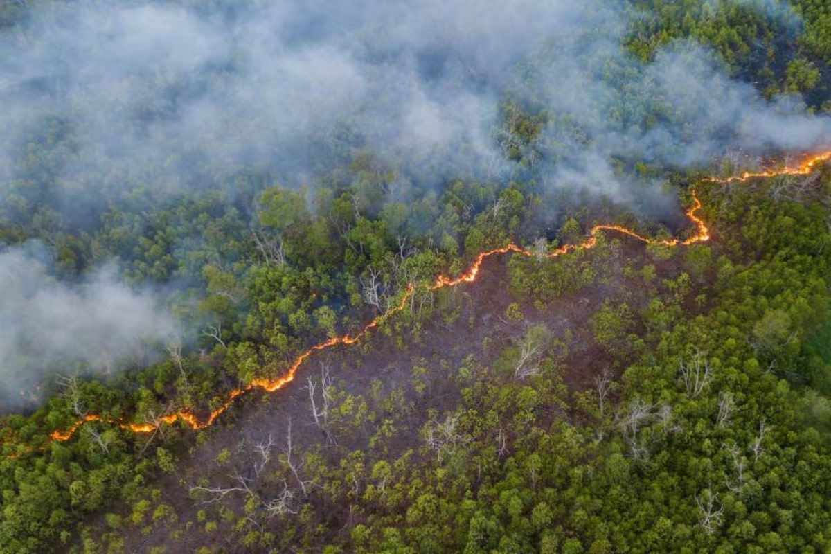 A pesar cifra escandalosa 13610 incendios forestales septiembre Amazonía brasileña nivel más bajo 25 años