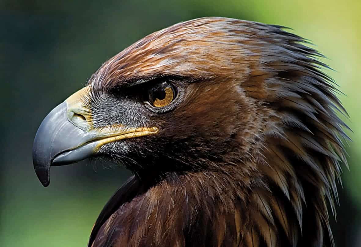 Gobernador Granada sueltan ejemplar águila imperial especie catalogada peligro extinción