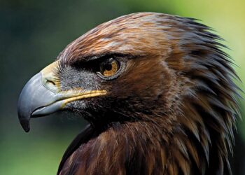 Gobernador Granada sueltan ejemplar águila imperial especie catalogada peligro extinción