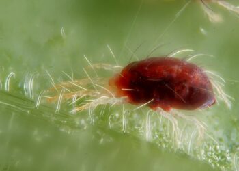 Green Light Bioesciences ‘patenta’ un nuevo ‘acaricida ecológico’ contra la plaga agrícola de la ‘araña roja’ 4 Green Light Bioesciences ‘patenta’ nuevo acaricida ecológico plaga agrícola araña roja