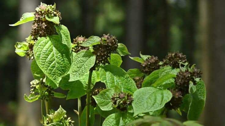 Vincetoxicum Nakaianum arbusto endémico Japón imita olor hormigas heridasa atraer polinizadores