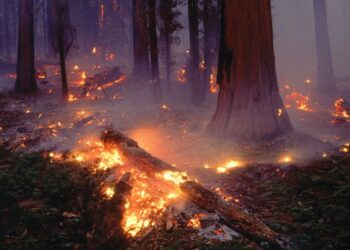 Informe Incendios Biodiversidad 2025 verdad impacto incendios forestales verano
