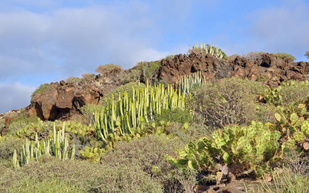 Investigadores Universidad La Laguna predicen cambio climático afecta absorción carbono plantas Tenerife