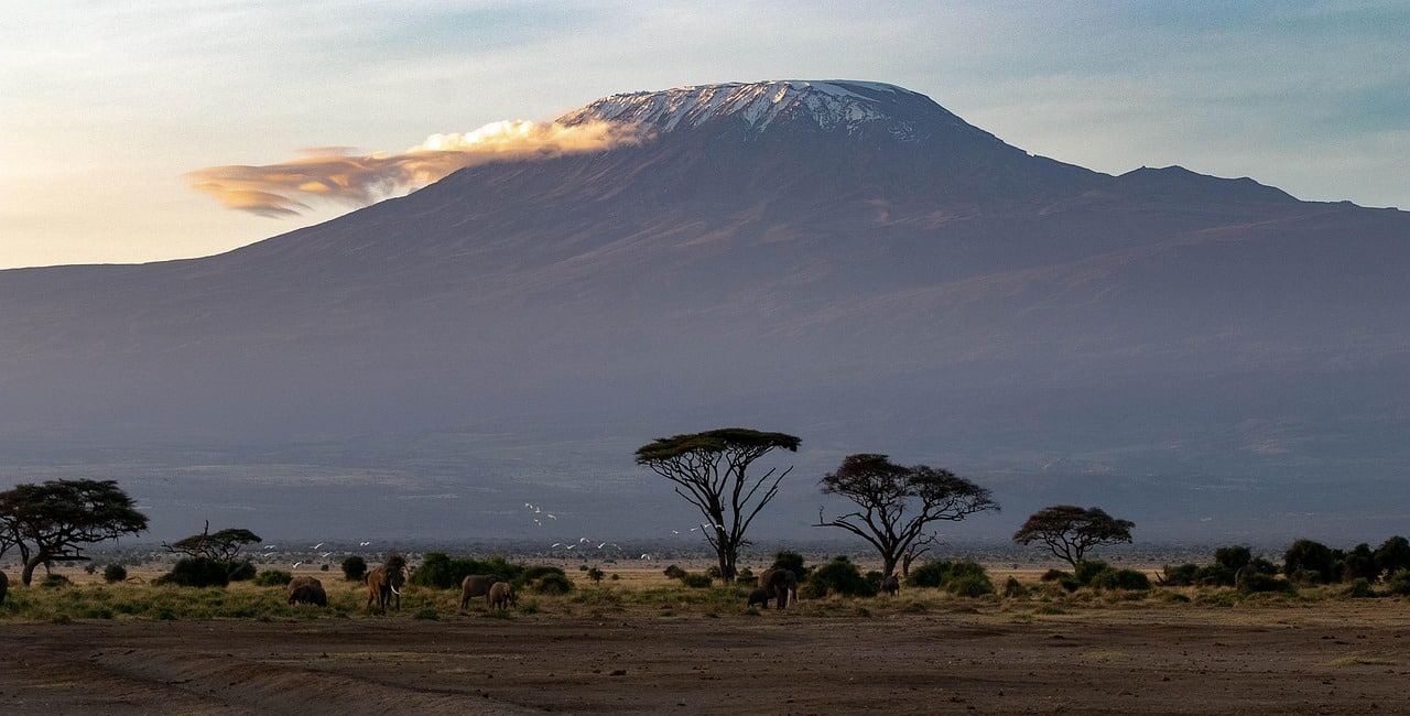 Kilimanjaro montaña alta África perdido 7 cada 10 especies vegetales