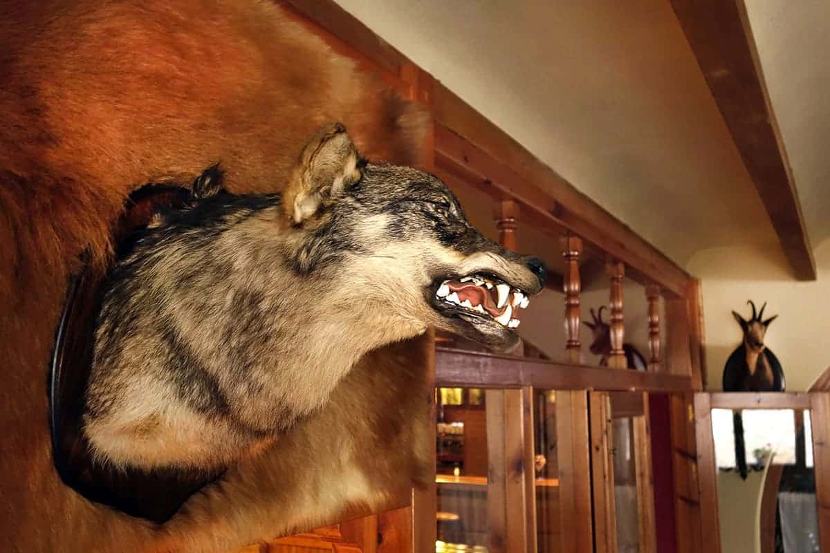 La Rioja caza indiscriminada lobo trofeo catetos siglos pasados