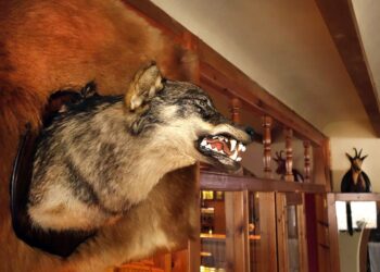 La Rioja caza indiscriminada lobo trofeo catetos siglos pasados