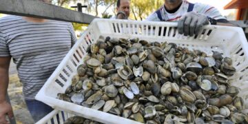 contaminación ría Ferrol mariscadores Juzgados Ayuntamiento Neda A Coruña