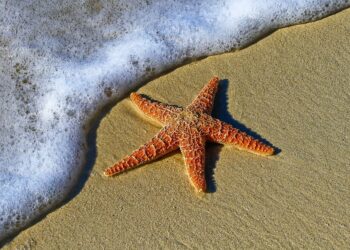 simetría estrella de mar