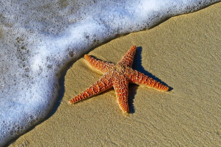 simetría estrella de mar