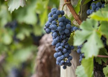 superficie agricultura ecológica redujo 46940 hectáreas 2024 España lideraUE producción bio creció 2,33 %