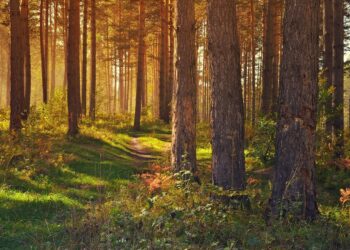 La ‘Agencia Europea de Medio Ambiente’ (AEMA) aconseja ‘soluciones basadas en la propia naturaleza’ para combatir los ‘incendios forestales’ 2 Agencia Europea Medio Ambiente AEMA aconseja soluciones basadas naturaleza combatir incendios forestales