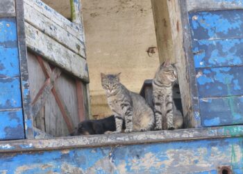 Ley Protección Animal consulta pública real decreto listado positivo animales compañía