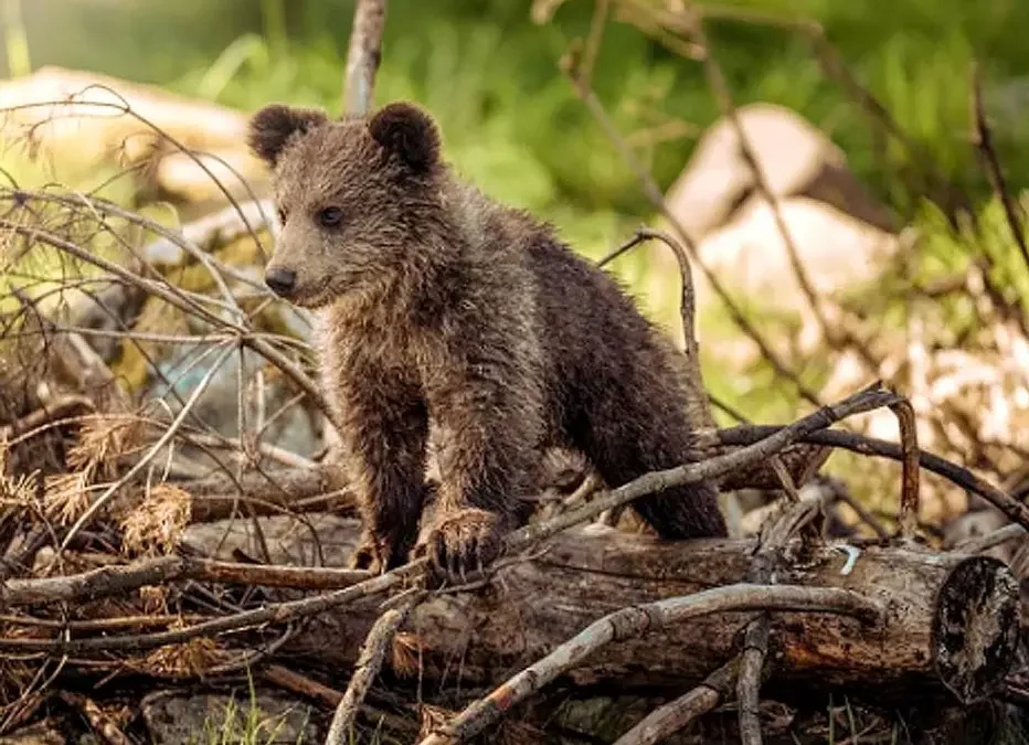 Liberan osezna Alba Cordillera Cantábrica seis meses centros recuperación Villaescusa Valsemana
