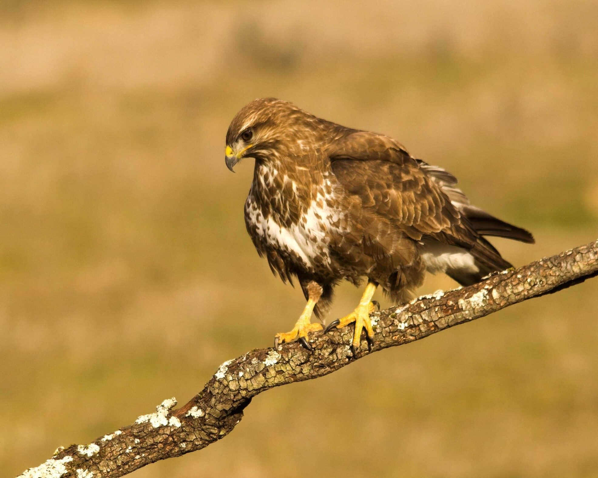 Liberan águila ratonera curada CREA Paraje Natural Marismas Odiel