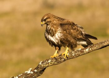 Liberan águila ratonera curada CREA Paraje Natural Marismas Odiel