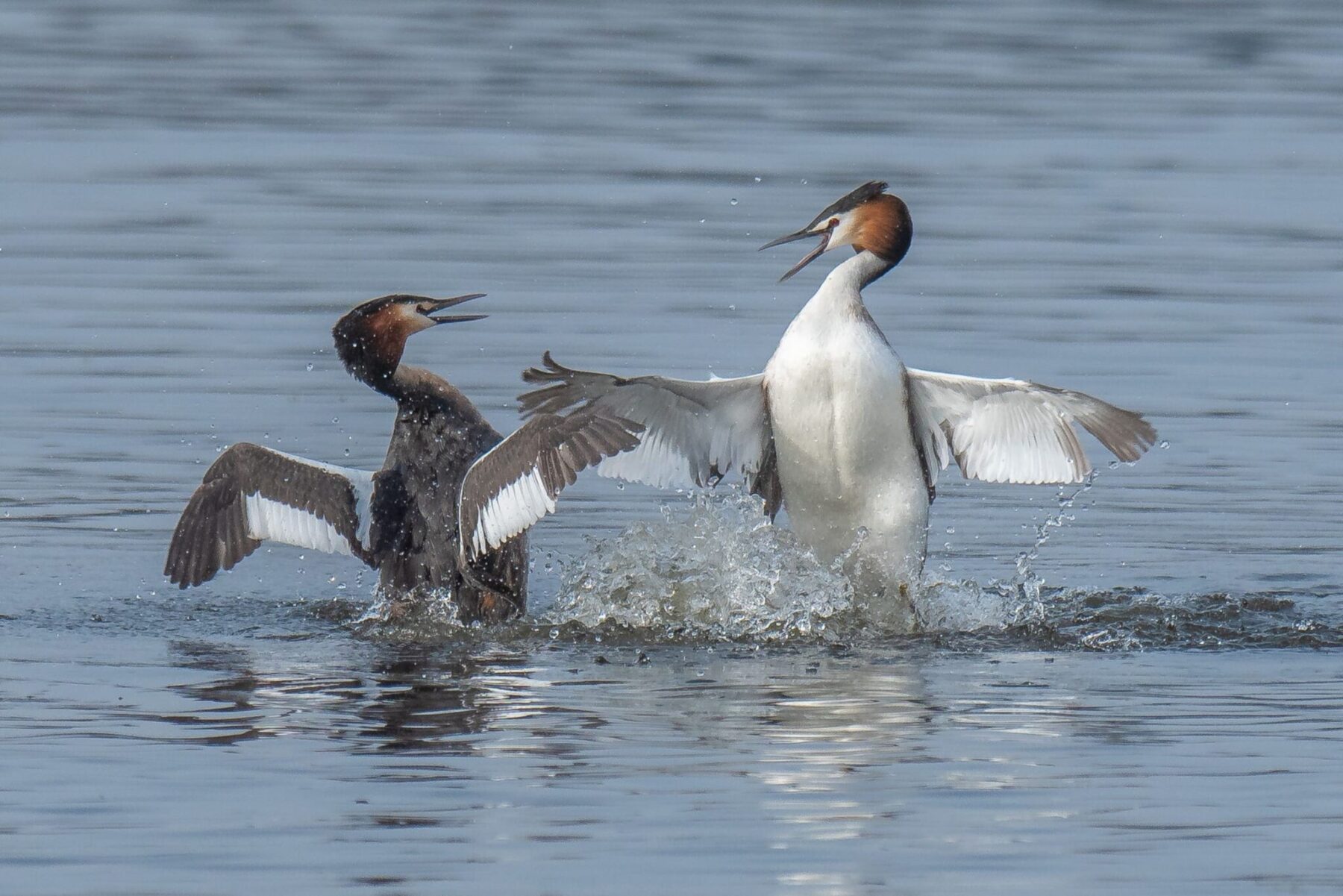 NO urbanización Lagunas de Ambroz preservaciónespacio natural biodiversidad