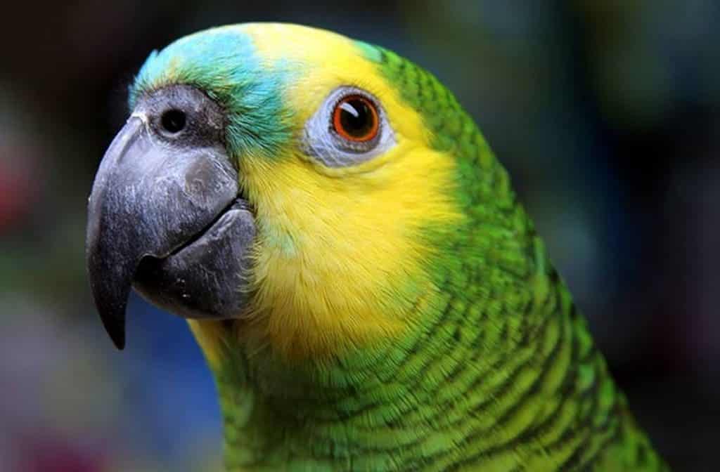 cuestiona división tradicional entre comunicación animal lenguaje humano