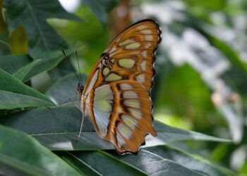 Nicaragua exige a los ‘países del norte global’ asumir sus ‘obligaciones históricas’ con las 'naciones más vulnerables al ‘cambio climático’ 3 Nicaragua exige países norte global asumir obligaciones históricas países vulnerables cambio climático