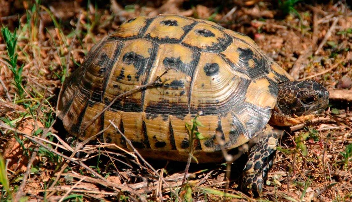 ONGs ecologistas favor Plan Conservación Tortuga Mora Región Murcia