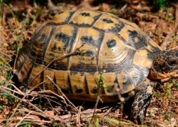 ONGs ecologistas favor Plan Conservación Tortuga Mora Región Murcia