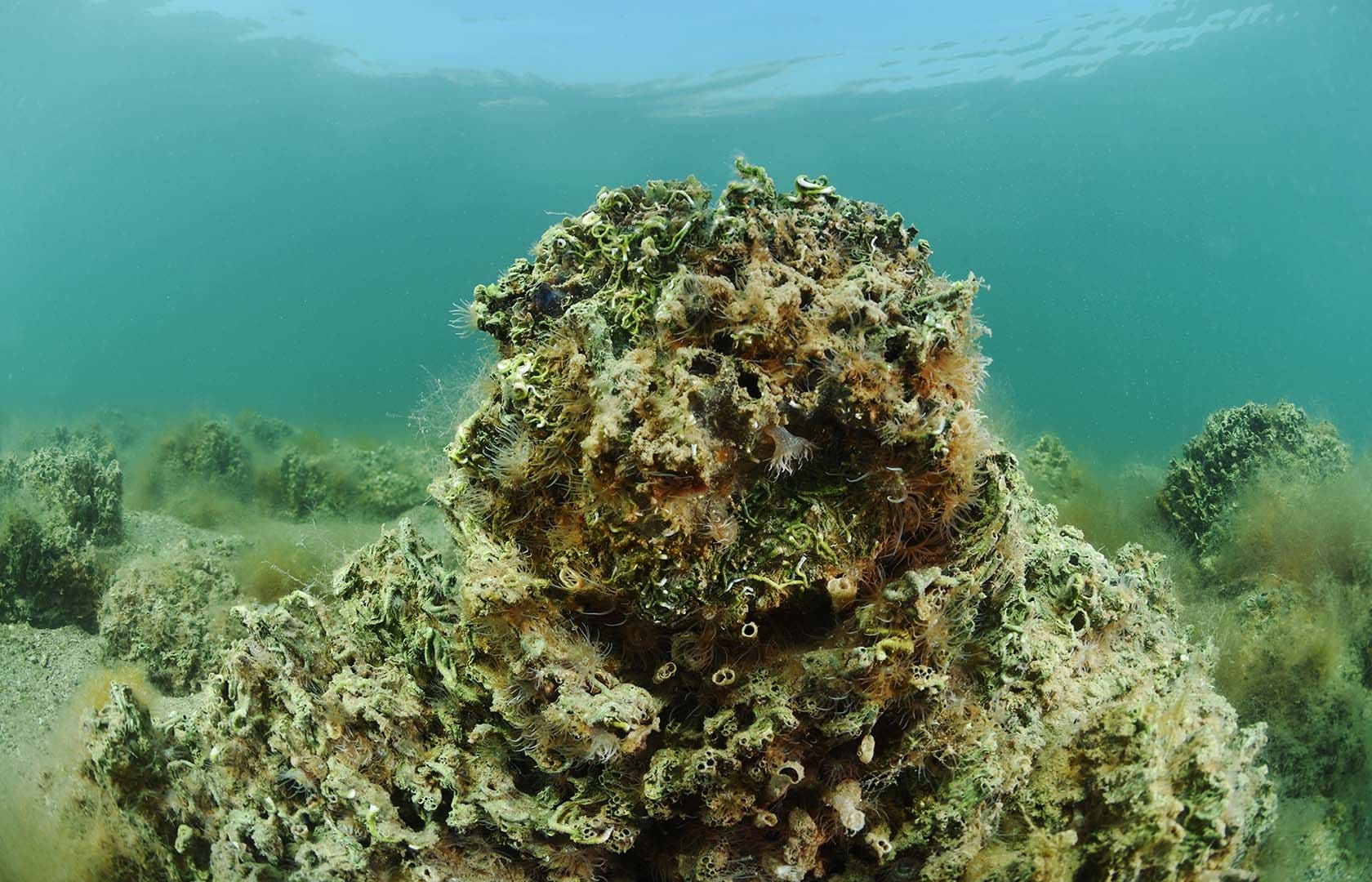 Mar Menor implementan primer arrecife experimental ostra nativa laguna