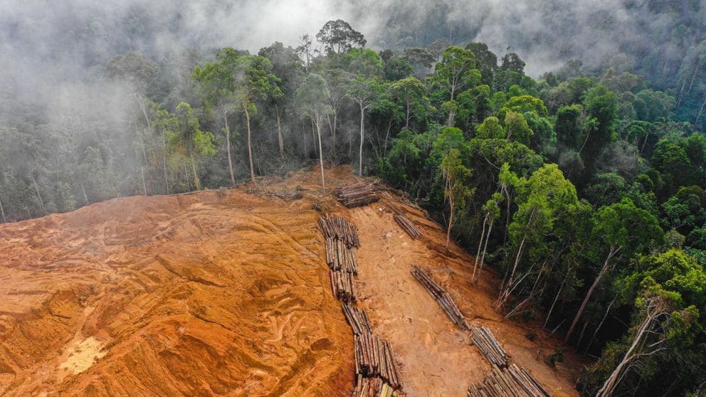 paso atrás UE no retrasará Reglamento Unión Europea Productos Libres Deforestación flexibilizará