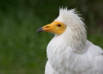 África dos pollos alimoche marcados GPS Aragón proyecto nacional coordinado AMUS