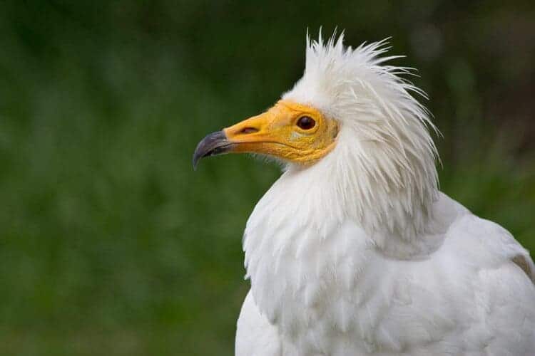 África dos pollos alimoche marcados GPS Aragón proyecto nacional coordinado AMUS