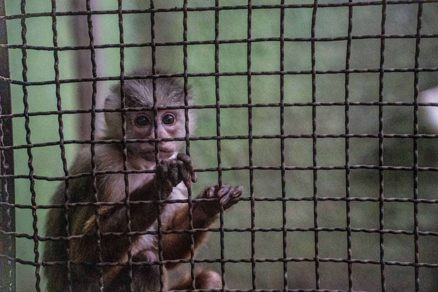 Plan TIFIES España forma fuerzas policiales ambientales países Latinoamérica lucha contra tráfico ilegal especies