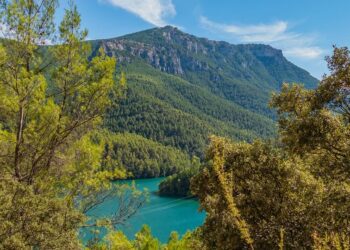 Plataforma Monte Andaluz denuncia 230 millones fondos gestión forestal no se ejecutan