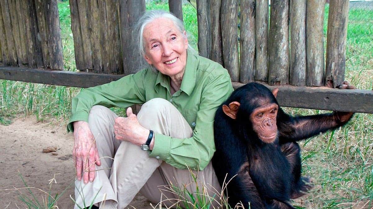 Proyecto Gran Simio Animals Guardians Corredor Biológico Mundial muerte Jane Goodall 91 años