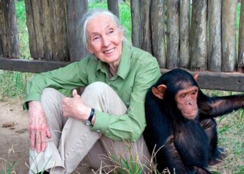 Proyecto Gran Simio Animals Guardians Corredor Biológico Mundial muerte Jane Goodall 91 años