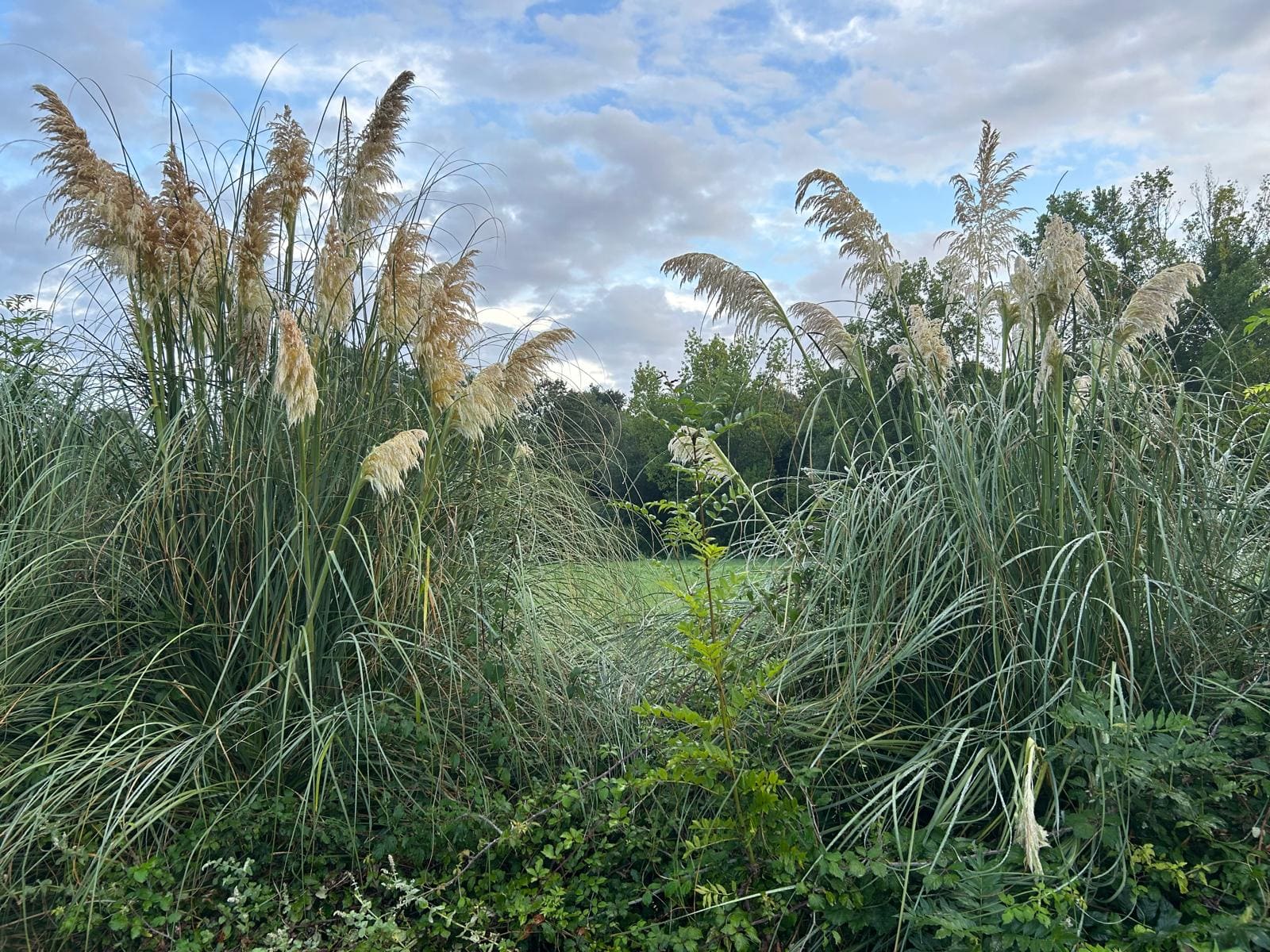 Proyecto LIFE COOP Cortaderia Delta del Ebro invasión plumero