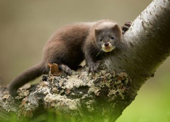 ADN Ambiental detecta rastro especies peligro invasoras proyecto LIFE KANTAURIBAI