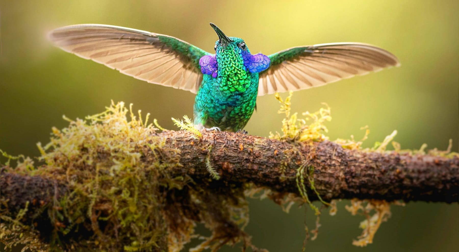 ONGs ecologistas reclamarán Congreso Mundial UICN 2025 firme pérdida biodiversidad