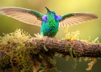 ONGs ecologistas reclamarán Congreso Mundial UICN 2025 firme pérdida biodiversidad