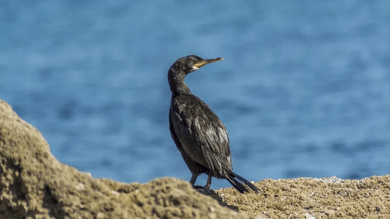 Universidad Castilla-La Mancha participa estudio sobre nuevas tecnologías monitorización aves marinas